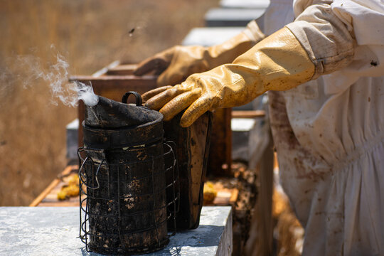 Beekeeper using smoker tending beehives for honey production