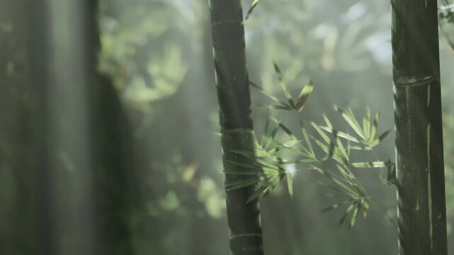 Light filters through tall bamboo in a forest. The sunlight creates patterns among the green leaves. The scene shows the beauty of nature and the stillness of the forest.
