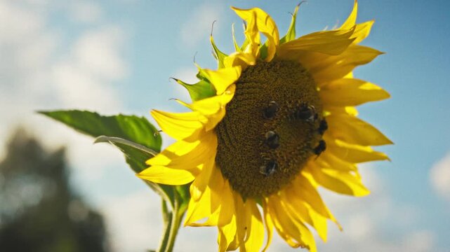 Several bumblebees collect nectar on a sunflower center in close-up. Yellow petals and seeds are clearly visible in bright sunlight. Theme of pollination and biodiversity