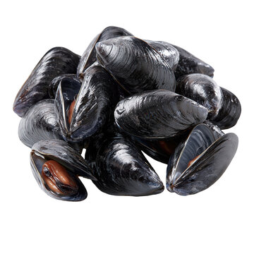 Black mussels from  are grouped on a white background showing their shape and texture in detail