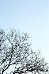 Obraz premium Bare Tree Branches Against a Clear Pale Blue Sky