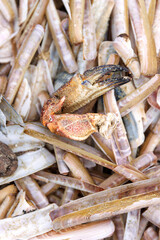 Detached crab claw among razor clam shells on North Sea beach © Dina