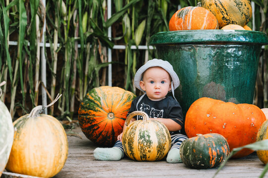 A cheerful baby boy sits outdoors among vibrant orange pumpkins and tall green corn stalks. Authentic autumn harvest lifestyle concept celebrating seasonal family holidays.