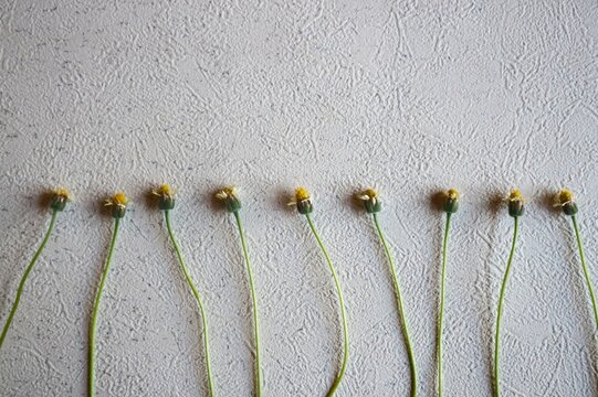 Tridax procumbens (known locally as gletang) is a type of wildflower in the Asteraceae family, featuring green petals and a yellow center. This plant typically grows wild in yards or along roadsides.
