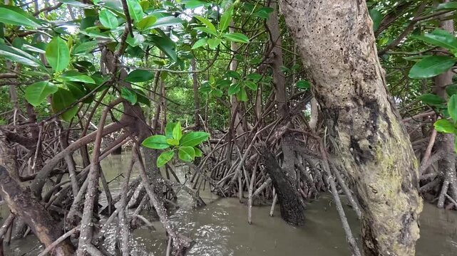 Mangrove forest with prominent stilt roots in shallow coastal water. A dense mangrove forest featuring intricate stilt root systems growing in the shallow muddy water of a tropical coastal