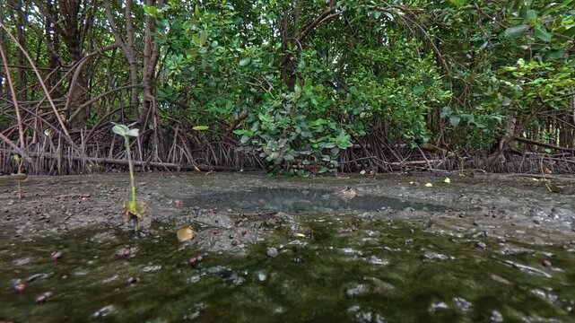 A dense mangrove forest featuring intricate stilt root systems growing in the shallow muddy water of a tropical coastal ecosystem.