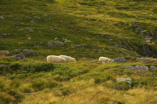 Schafe auf Hochebene in Begen auf dem Ulriken
