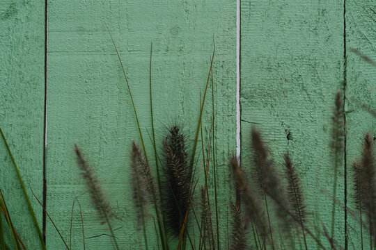 Dark decorative grass grows in front of a rustic wooden fence painted in a faded light green color. Beautiful natural autumn background with textured copy space for graphic design.