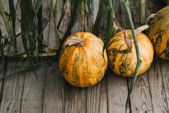 Bright orange pumpkins lie on a rustic wooden deck surrounded by green corn stalks in a sunny garden. Beautiful organic autumn harvest and seasonal farm lifestyle concept.