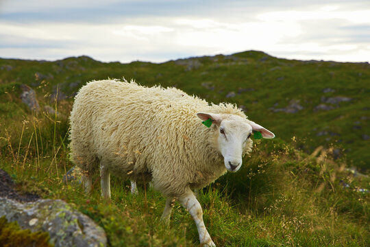 Schafe auf Hochebene in Begen auf dem Ulriken