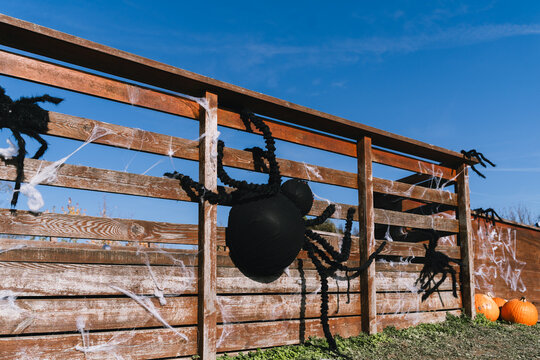 A giant scary black spider prop with fake cobwebs is attached to a wooden fence against a bright blue sky. Spooky outdoor Halloween decoration and fun seasonal festive concept.
