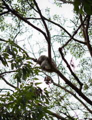 koala, Australia, Australian wildlife, wildlife, animal, marsupial, native animal, nature, eucalyptus, Australian fauna © Mayura Storytelling