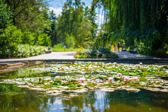 Waterlily pond surrounded by lush greenery and flowering plants in the Main Botanical Garden in Almaty, Kazakhstan