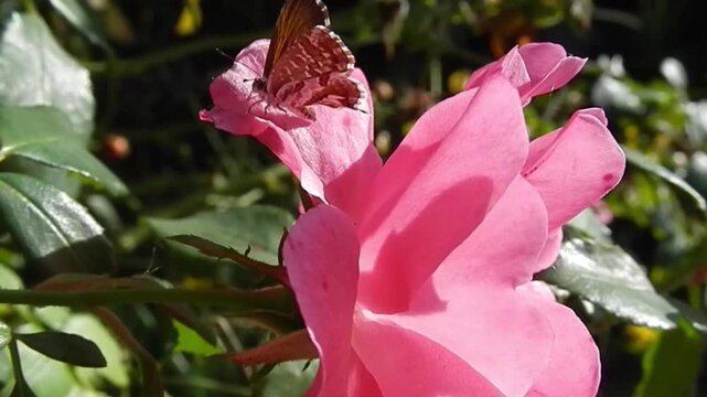 Pink rose on rose bush and Butterfly Geranium bronze, Cacyreus marshalli on petal of flower - close-up, slow motion. Topics: beauty of nature, insect, summer, season, flora, natural environment, macro