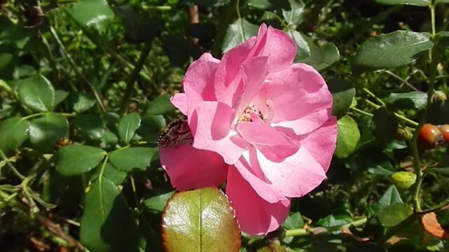 Pink rose on rose bush with fruits and Butterfly Geranium bronze, Cacyreus marshalli on flower - slow motion. Topics: beauty of nature, insect, summer, season, flora, natural environment