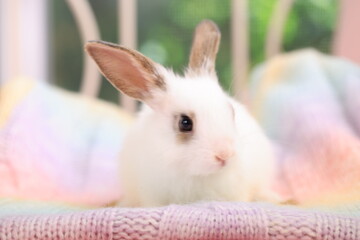 Naklejka premium Lovely bunny easter rabbit relaxing in living room with flowers garden background. Fluffy baby rabbit, lovely mammal with colourful easter eggs. Animal easter symbol concept. 