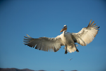 Obraz premium Dalmatian pelican