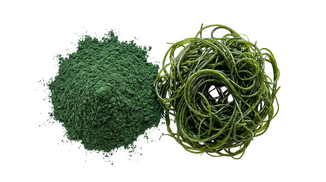 Spirulina Powder and Dried Algae Strands PNG Isolated on a transparent background