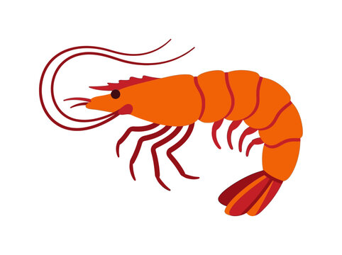 Orange Shrimp Vector Illustration Isolated