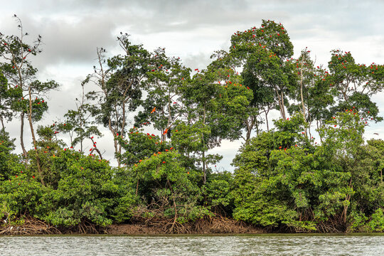 Scarlet ibis flying back home to their sleeping place, Revoada dos guaras on the Delta of the Parnaiba River in Brazil
