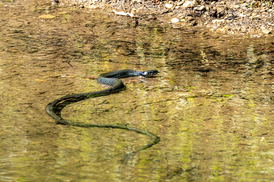 Grass snake, Natrix natrix swimming in a lake in Munich, Germany, Europe