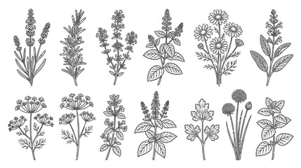 Fototapeta premium Botanical Illustration: Assorted Herbs and Flowers Collection