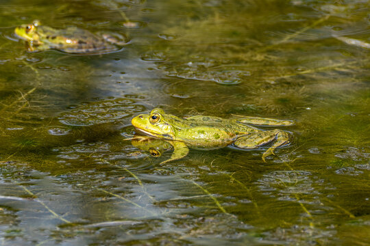 Common frog, Rana temporaria, reptiles croaking in the water