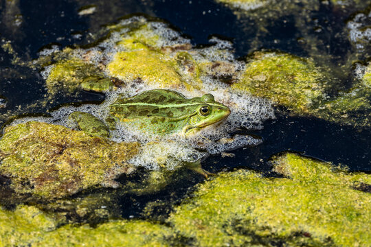 Common frog, Rana temporaria, reptiles croaking in the water