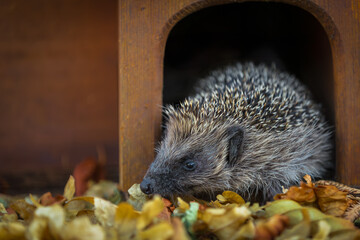 Hedgehog, Scientific name: Erinaceus Europaeus.  Close up of a wild, European hedgehog emerging from his hedgehog house around dusk on a warm summer's evening.  Horizontal.  Copy space. © Moorland Roamer