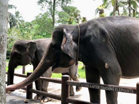 elephant in zoo
