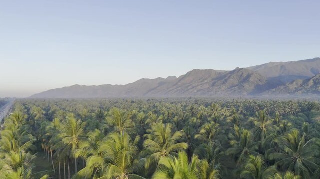 Aerial drone view of Coconut fields of Brooke's Point with Mount Maruyog and mountains in the background