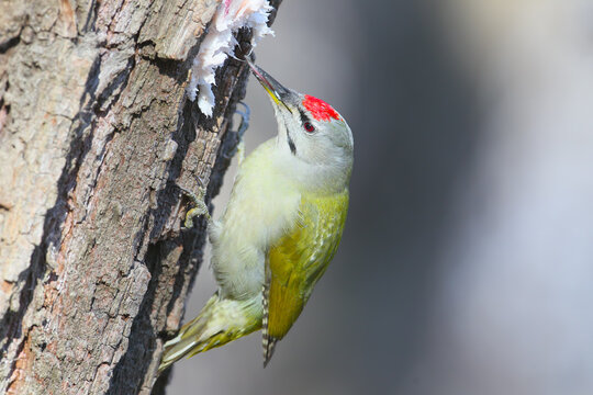 Grey-headed Woodpecker (Picus canus) clinging to a tree trunk, reaching its bill toward suet attached to the bark.