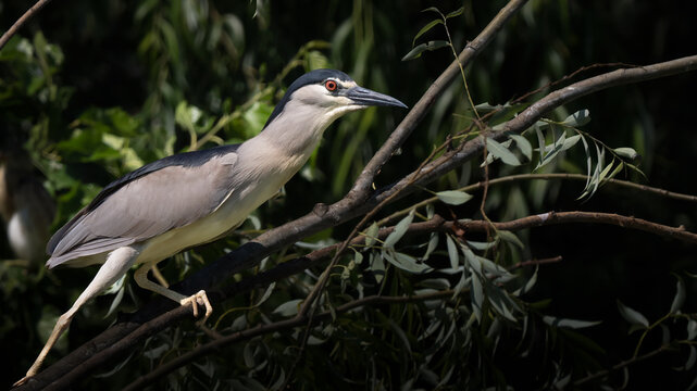 Black-crowned night heron in a tree - Nycticorax nycticorax