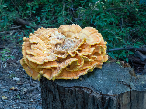 Impessive Chicken-of-the-wood fungi - Laetiporus sulphureus