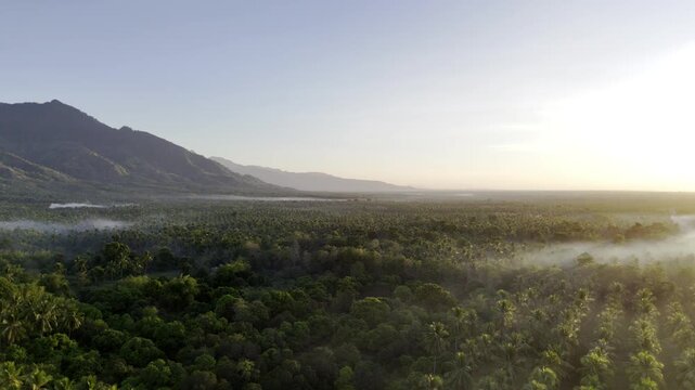 Aerial drone view of Coconut fields of Southern Palawan with mountains beneath a clear blue sky