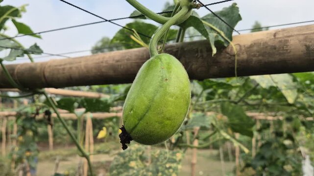 Fresh Ash Gourd Hanging On Bamboo Trellis In Farm Field Low Angle Shot