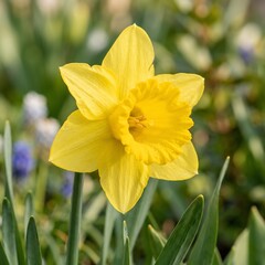 Fototapeta premium Flower floral botanical nature blossom yellow daffodil in garden