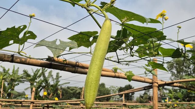 Fresh Snake Gourd Hanging On Bamboo Trellis In Farm Field Low Angle Shot