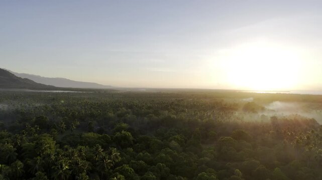 Aerial drone view of Coconut plantations of Southern Palawan glowing in warm sunrise light