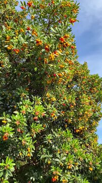 Ripe and ripening strawberry tree berries on Arbutus unedo bush