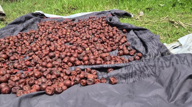 Red Jujube Fruits Drying Under Direct Open Sunlight On Cloth Outdoors Close Up