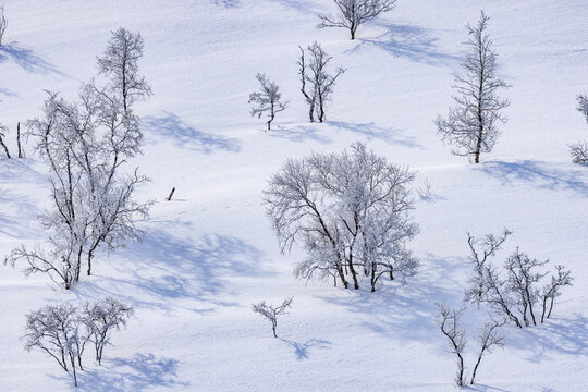 Snow-Covered Birch Trees on a Lapland Fell