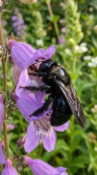 Large black carpenter bee pollinating a purple wildflower
