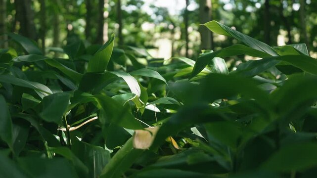 A lush green deciduous forest filled with abundant bamboo grass
