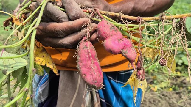 Farmer Holding Freshly Harvested Red Sweet Potatoes In Farm Close Up Shot