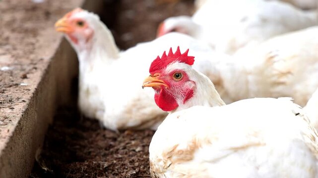4k footage of a group of white chickens gathered inside a poultry farm. The chickens are resting, standing, and moving around on the ground, creating a natural scene of poultry farming.