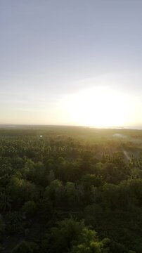 Aerial drone view of Coconut fields of Southern Palawan with soft golden light through the trees