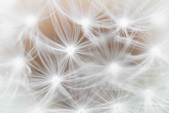 Close-up abstract view of white dandelion seeds forming a glowing geometric pattern