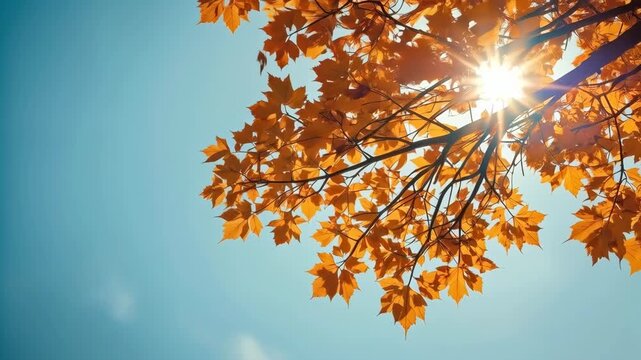 Autumn leaf branch against blue sky with bright sunlight and warm orange canopy