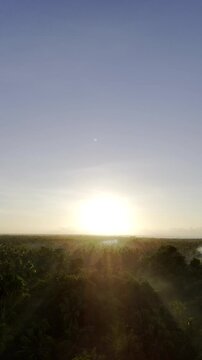 Aerial drone view of Coconut fields of Southern Palawan beneath the morning sun